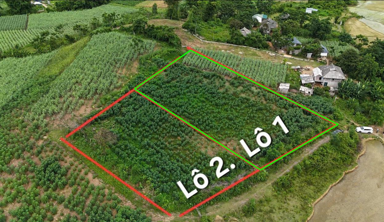 Hình ảnh Bán Lô Đất 1296.2m Tại Mỹ Hòa Tân Lạc Bám Đường Bê Tông Ô Tô Vào Tận Đất Dân Cư Đông Đúc Thân Thiện Giá Đầu Tư