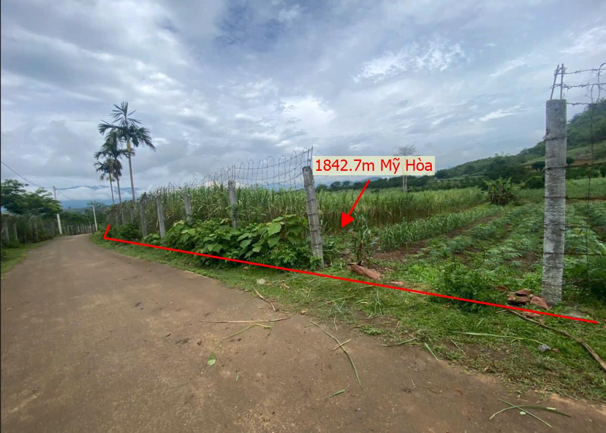 Hình ảnh Bán Lô Đất 1842.7m Tại Mỹ Hòa Bám Đường Bê Tông Ô Tô Vào Tận Đất Dân Cư Đông Đúc Thân Thiện Phù Hợp Phân Lô Giá Đầu Tư